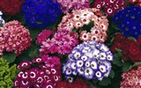fleurs fond d'écran Widescreen close-up #40