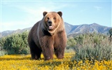 Bear Bilder Album #7