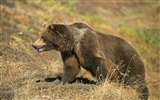 Bear Bilder Album #9