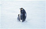 Фото из стола Пингвин животных #2