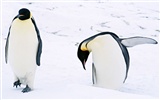 Фото из стола Пингвин животных #3