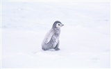 写真ペンギン動物の壁紙 #4