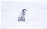 Foto von Penguin Animal Wallpapers #4