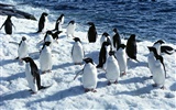 Foto de Animales Fondos de Pingüino #5