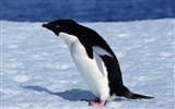 写真ペンギン動物の壁紙 #6