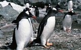 Foto de Animales Fondos de Pingüino #8