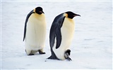 Фото из стола Пингвин животных #9