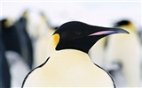 写真ペンギン動物の壁紙 #10