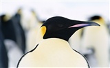 Photo of Penguin Animal Wallpapers #10