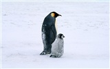 Фото из стола Пингвин животных #14
