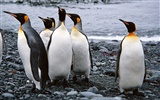 Фото из стола Пингвин животных #15