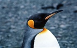 写真ペンギン動物の壁紙 #16