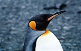 Foto von Penguin Animal Wallpapers #16