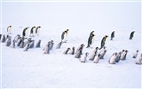 Фото из стола Пингвин животных #18