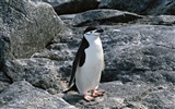 Фото из стола Пингвин животных #19