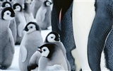 Фото из стола Пингвин животных #20