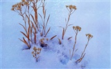  HDの壁紙クールな冬の雪景色 #21