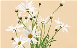 눈같이 흰 꽃 벽지 #2