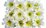 눈같이 흰 꽃 벽지 #3