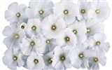 눈같이 흰 꽃 벽지 #4