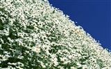 눈같이 흰 꽃 벽지 #9