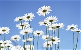 눈같이 흰 꽃 벽지 #20
