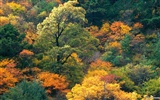 Le papier peint forêt en automne #4