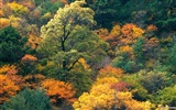 Der Herbst Wald Wallpaper #4