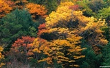 Le papier peint forêt en automne #5