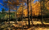 Le papier peint forêt en automne #6