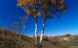 El fondo de pantalla bosque del otoño #37