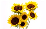 Sunny sunflower photo HD Wallpapers #1