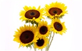 Sunny photo de tournesol HD Wallpapers #3