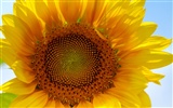 Sunny photo de tournesol HD Wallpapers #4