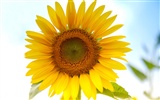 Sunny sunflower photo HD Wallpapers #3