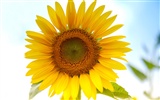 Soleado foto de girasol HD Wallpapers #3