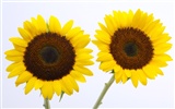 Sunny sunflower photo HD Wallpapers #6