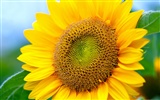 Sunny sunflower photo HD Wallpapers #7