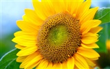 Soleado foto de girasol HD Wallpapers #7