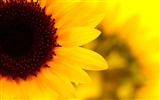 Sunny sunflower photo HD Wallpapers #8