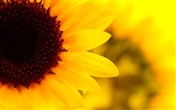 Sunny photo de tournesol HD Wallpapers #10