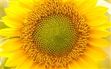 Sunny photo de tournesol HD Wallpapers #11