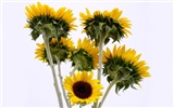 Sunny photo de tournesol HD Wallpapers #13