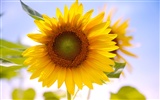 Sunny photo de tournesol HD Wallpapers #14