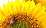 Soleado foto de girasol HD Wallpapers #17