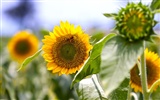 Sunny sunflower photo HD Wallpapers #17