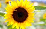 Soleado foto de girasol HD Wallpapers #22