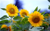 Soleado foto de girasol HD Wallpapers #23