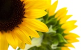 Sunny photo de tournesol HD Wallpapers #26