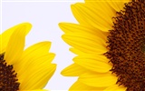 Sunny sunflower photo HD Wallpapers #26